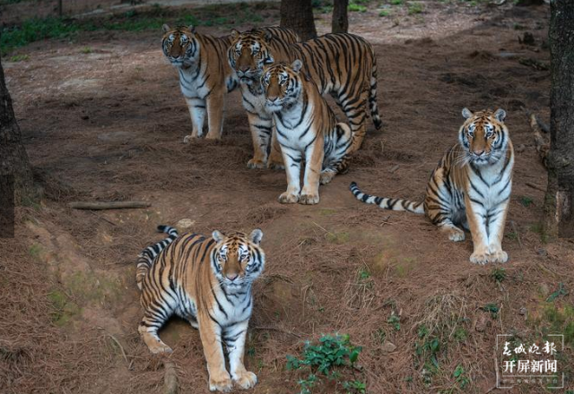 春节期间云南野生动物园狮虎山庄迎数万游客 云南野生动物园 供图