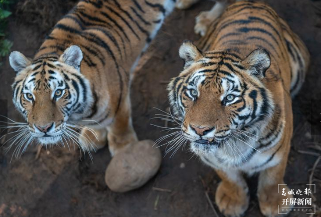 春节期间云南野生动物园狮虎山庄迎数万游客 云南野生动物园 供图