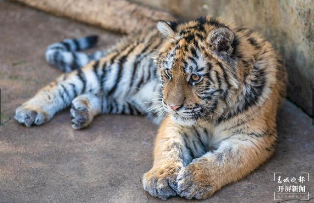 春节期间云南野生动物园狮虎山庄迎数万游客 云南野生动物园 供图
