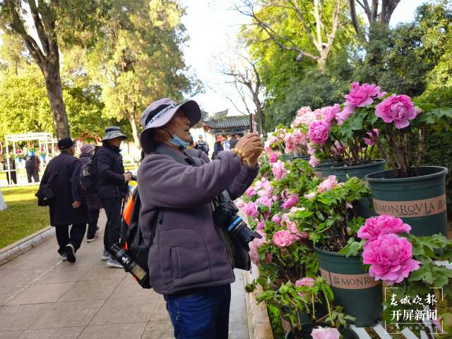 春节期间，14.22万游客到大观公园赏牡丹（开屏新闻记者 左学佳摄）