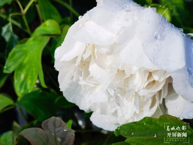 春节期间，14.22万游客到大观公园赏牡丹（开屏新闻记者 左学佳摄）