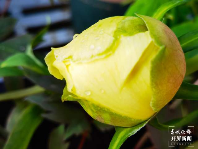 春节期间，14.22万游客到大观公园赏牡丹（开屏新闻记者 左学佳摄）