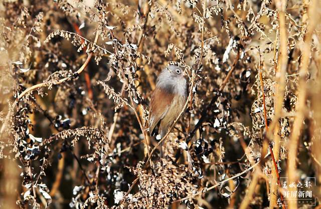 暗色鸦雀：全球濒危鸟类，云南唯一分布！ 申时勋 通讯员 吴太平 摄