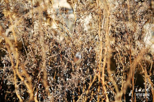 暗色鸦雀：全球濒危鸟类，云南唯一分布！ 申时勋 通讯员 吴太平 摄