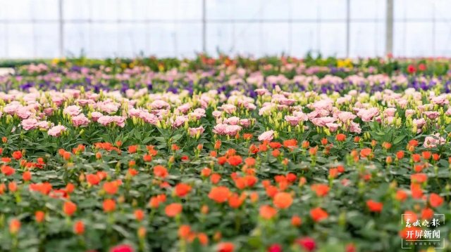 昆明晋宁:五年嬗变新画卷