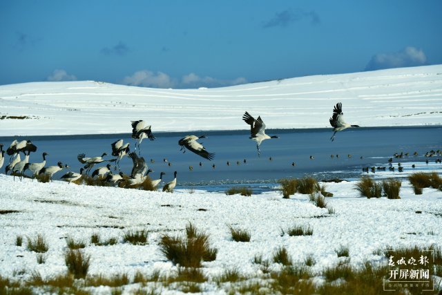 昭通大山包黑颈鹤（开屏新闻记者 申时勋 通讯员 郑远见 吴太平 摄）