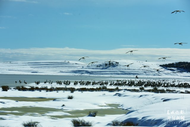 昭通大山包黑颈鹤（开屏新闻记者 申时勋 通讯员 郑远见 吴太平 摄）