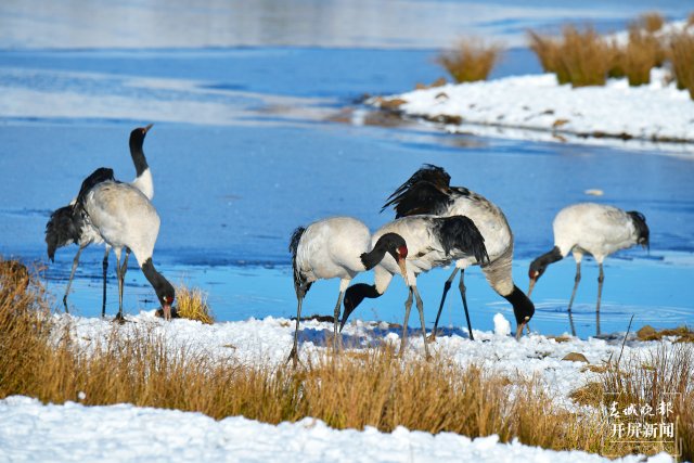 昭通大山包黑颈鹤（开屏新闻记者 申时勋 通讯员 郑远见 吴太平 摄）