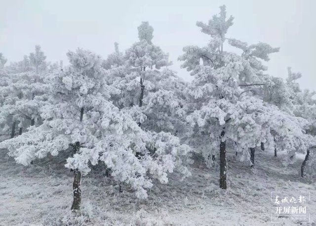 美出天际！昭通大山包保护区现雾凇景观，现场很震撼...