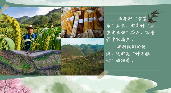 【有声手账】春耕时节,我们在行动④:“种子银行”绿化两千多亩梯田 【有声手账】春耕时节,我们在行动④:“种子银行”绿化两千多亩梯田