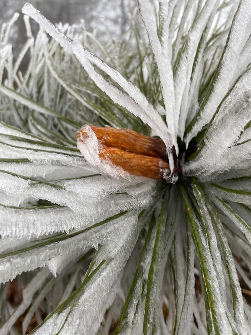 建水云龙山雾凇（卢维前 释华祥 摄 ）