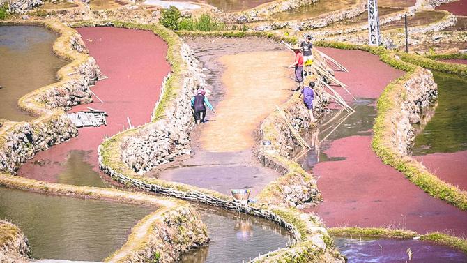 梯田春耕忙 风景美如画。绿春县融媒体中心供图(63).jpg?x-oss-process=style/w10