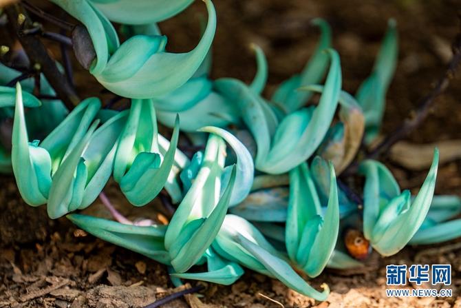 绿玉藤1 绿玉藤1