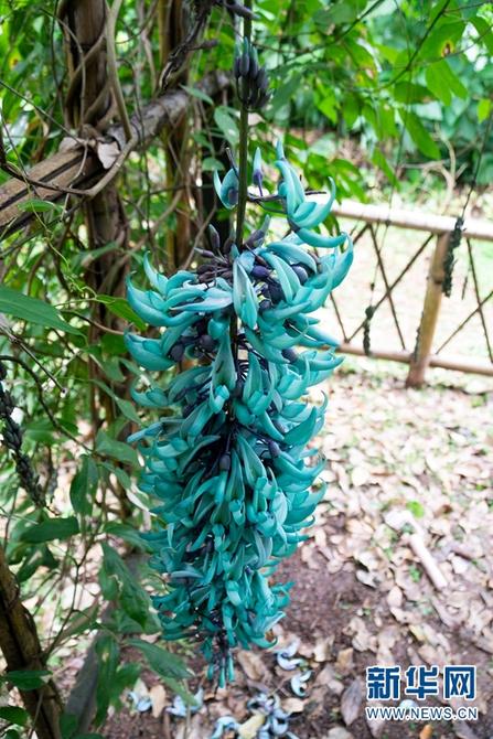 绿玉藤2 绿玉藤2