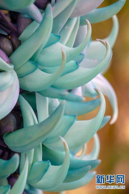 绿玉藤3 绿玉藤3