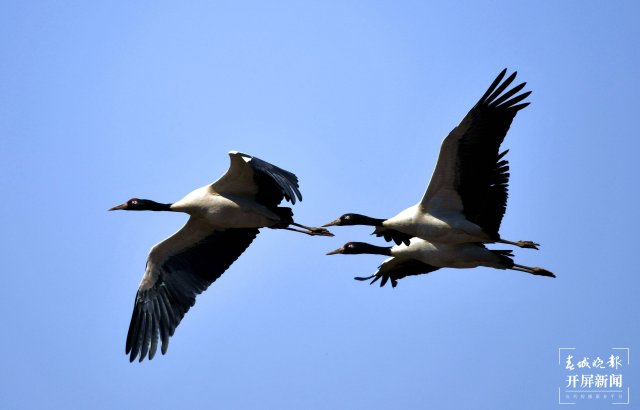 千余只黑颈鹤大部队飞离云南会泽！ 蒋琼波 通讯员 代玉春 杨凤兰 周朝祥 摄