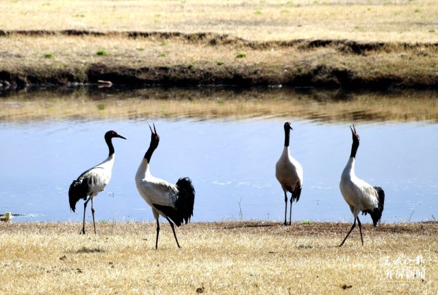 千余只黑颈鹤大部队飞离云南会泽！ 蒋琼波 通讯员 代玉春 杨凤兰 周朝祥 摄