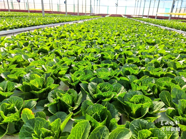 云南会泽万亩蔬菜花一样美 春城晚报-开屏新闻记者 蒋琼波 摄影报道