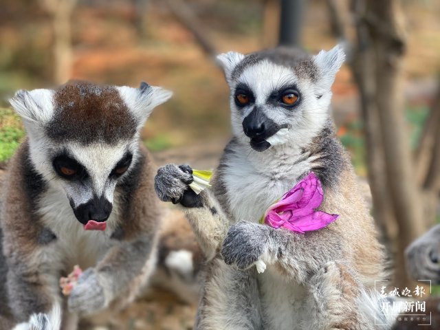 云南野生动物园的小动物吃上“春花宴”啦（开屏新闻记者 左学佳 周柯妤 王宇衡 摄）