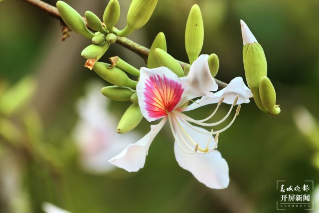 【赏春地图】保山施甸白露花（开屏新闻记者 崔敏 通讯员 杨林元 杨丽娟 瞿柯楠 摄）