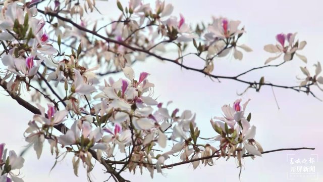 【赏春地图】保山施甸白露花（开屏新闻记者 崔敏 通讯员 杨林元 杨丽娟 瞿柯楠 摄）