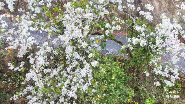 【赏春地图】保山施甸白露花（开屏新闻记者 崔敏 通讯员 杨林元 杨丽娟 瞿柯楠 摄）