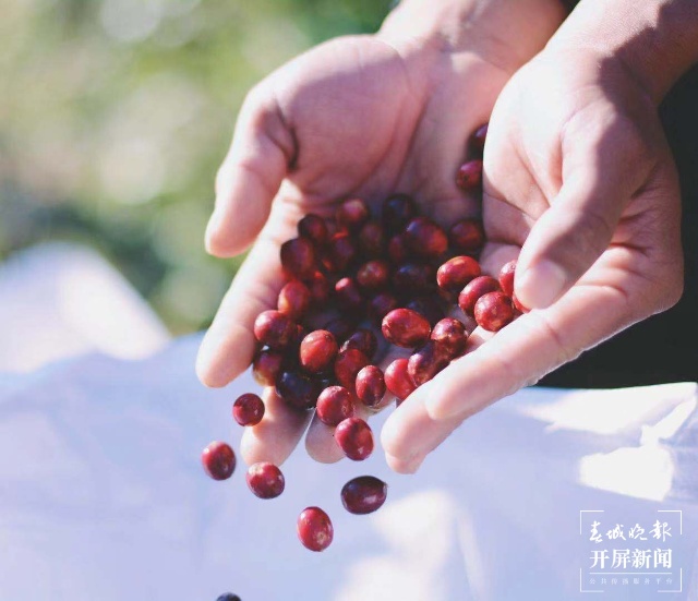【我为家乡带货】走亲访友，就带上保山小粒咖啡（春城晚报-开屏新闻记者 崔敏 摄）