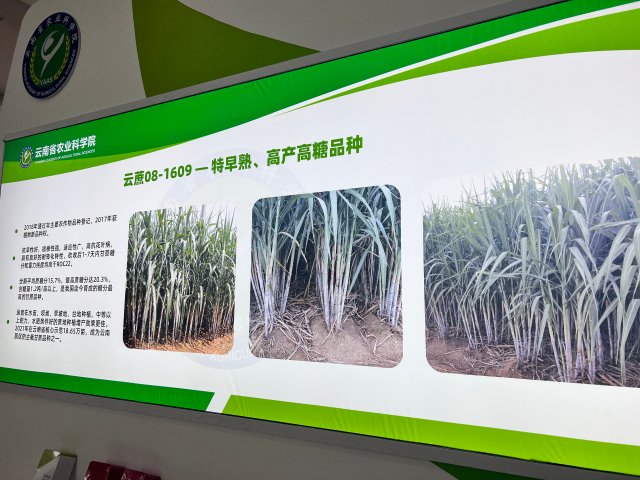 云南研发低成本冷萃冻干咖啡加工技术 春城晚报-开屏新闻记者 杨质高 文 云南省农业科学院供图