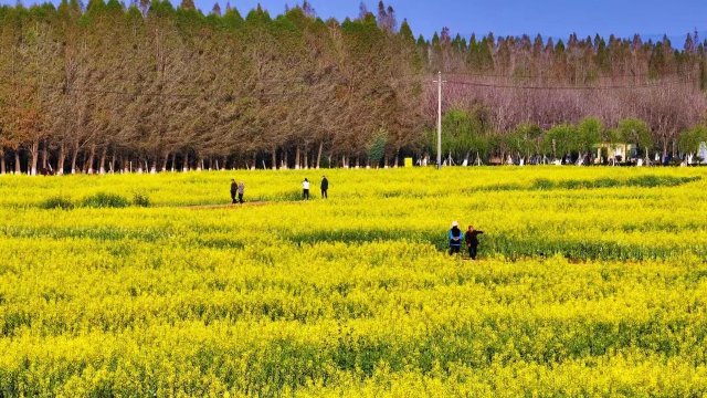【清明踏春】呈贡江尾村（江尾社区 呈贡区融媒体中心 供图）