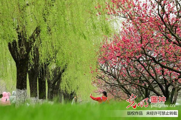 【网络中国节·清明】插柳、戴柳……清明这些习俗与柳有关 【网络中国节·清明】插柳、戴柳……清明这些习俗与柳有关