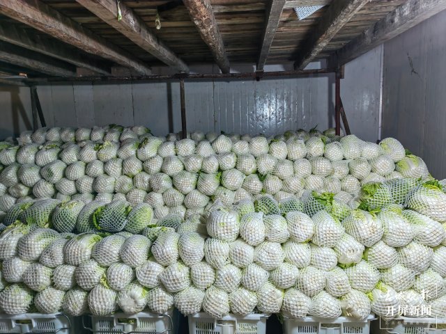 云南通海爱心企业采购80吨蔬菜驰援上海(开屏新闻记者 李春丽 通讯员 胡 婷 吴文汝 摄)