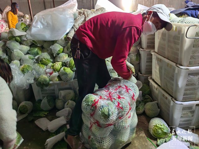 云南通海爱心企业采购80吨蔬菜驰援上海(开屏新闻记者 李春丽 通讯员 胡 婷 吴文汝 摄)