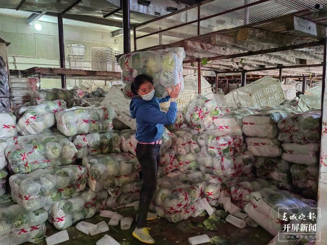 云南通海爱心企业采购80吨蔬菜驰援上海(开屏新闻记者 李春丽 通讯员 胡 婷 吴文汝 摄)