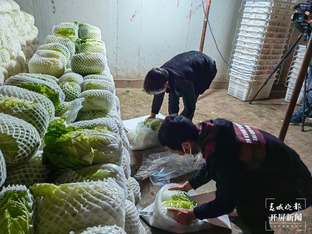 云南通海爱心企业采购80吨蔬菜驰援上海(开屏新闻记者 李春丽 通讯员 胡 婷 吴文汝 摄)