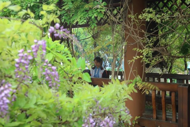 云南墨江紫藤花