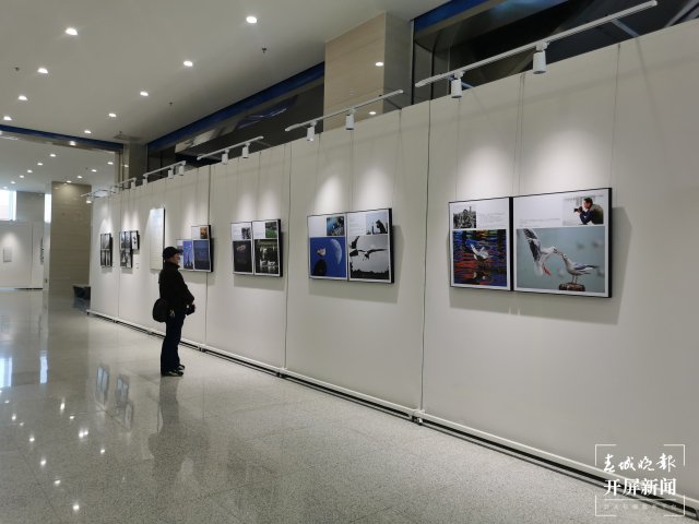 《从贝加尔湖飞来的精灵》摄影作品展在昆开展(开屏新闻记者 李赛 摄)