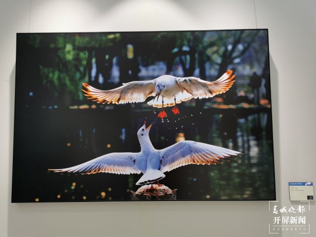 《从贝加尔湖飞来的精灵》摄影作品展在昆开展(开屏新闻记者 李赛 摄)