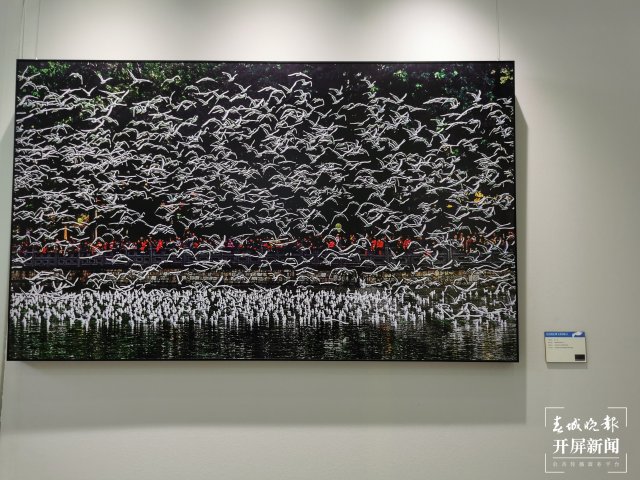 《从贝加尔湖飞来的精灵》摄影作品展在昆开展(开屏新闻记者 李赛 摄)