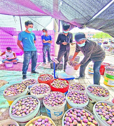 幸福果,甜在群众心里 幸福果,甜在群众心里