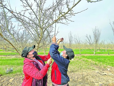 幸福果,甜在群众心里 幸福果,甜在群众心里