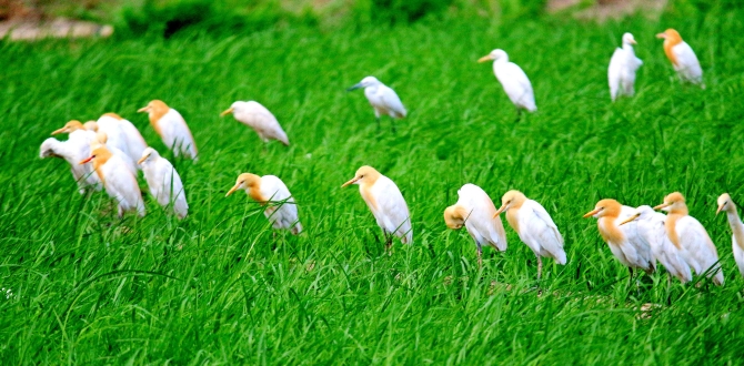 大美中国 候鸟北归丨壮观！云南孟连1000余只白鹭进入繁殖期前往 央视<span class="color">新</span>闻