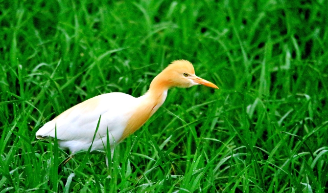 大美中国 候鸟北归丨壮观！云南孟连1000余只白鹭进入繁殖期前往 央视<span class="color">新</span>闻
