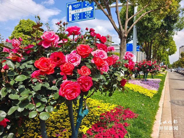 呈贡1660余株树状月季扮靓街景(田佳丽 摄)