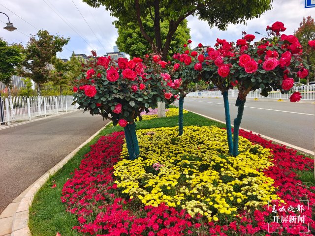 呈贡1660余株树状月季扮靓街景(田佳丽 摄)