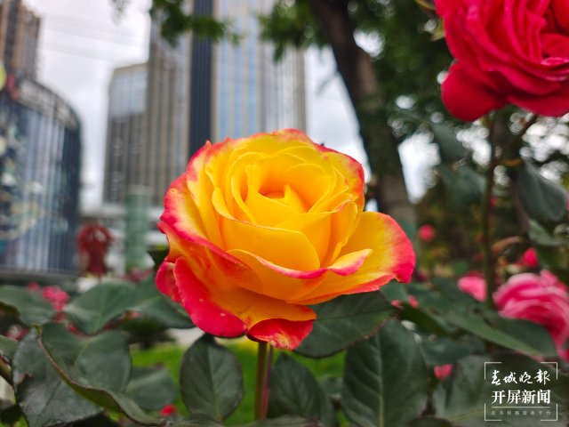 呈贡1660余株树状月季扮靓街景(田佳丽 摄)