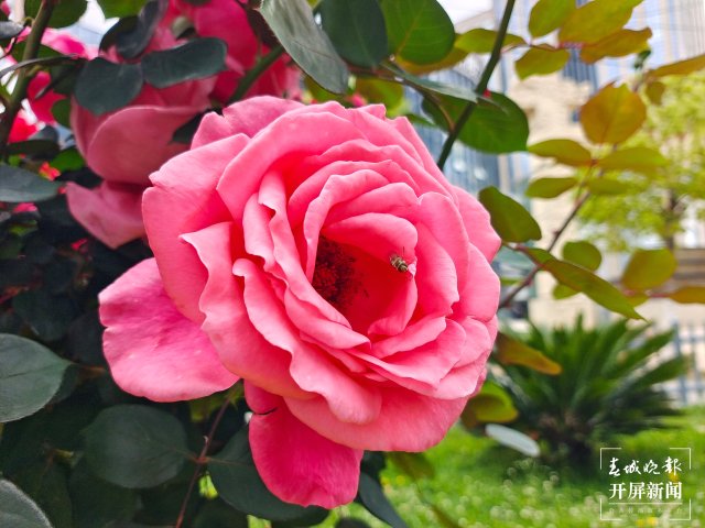 呈贡1660余株树状月季扮靓街景(田佳丽 摄)