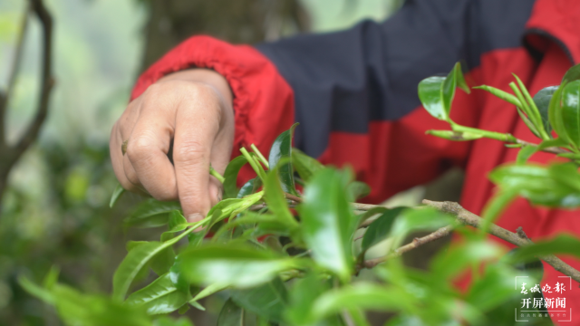 保山昌宁：古树茶芽吐新绿，缕缕茶香飘万里 春城晚报-开屏新闻记者 崔敏 通讯员 周应彪 普文鸿 王成林 摄影报道