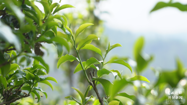 保山昌宁：古树茶芽吐新绿，缕缕茶香飘万里 春城晚报-开屏新闻记者 崔敏 通讯员 周应彪 普文鸿 王成林 摄影报道