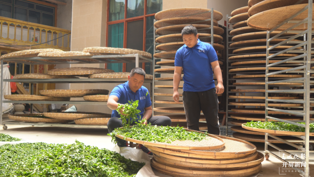 保山昌宁：古树茶芽吐新绿，缕缕茶香飘万里 春城晚报-开屏新闻记者 崔敏 通讯员 周应彪 普文鸿 王成林 摄影报道