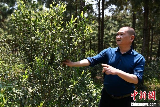 【十年@每一个奋斗的你】返乡承包万亩山地做“谷主”:以后都成金山银山